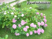 [P17] Flori frumoase in curtea Manastirii Arnota » foto by ascent
 - 
<span class="allrVoted glyphicon glyphicon-heart hidden" id="av148928"></span>
<a class="m-l-10 hidden" id="sv148928" onclick="voting_Foto_DelVot(,148928,12858)" role="button">șterge vot <span class="glyphicon glyphicon-remove"></span></a>
<a id="v9148928" class=" c-red"  onclick="voting_Foto_SetVot(148928)" role="button"><span class="glyphicon glyphicon-heart-empty"></span> <b>LIKE</b> = Votează poza</a> <img class="hidden"  id="f148928W9" src="/imagini/loader.gif" border="0" /><span class="AjErrMes hidden" id="e148928ErM"></span>
