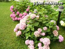 [P18] Hortensii de diferite culori in curtea Manastirii Arnota » foto by ascent
 - 
<span class="allrVoted glyphicon glyphicon-heart hidden" id="av148929"></span>
<a class="m-l-10 hidden" id="sv148929" onclick="voting_Foto_DelVot(,148929,12858)" role="button">șterge vot <span class="glyphicon glyphicon-remove"></span></a>
<a id="v9148929" class=" c-red"  onclick="voting_Foto_SetVot(148929)" role="button"><span class="glyphicon glyphicon-heart-empty"></span> <b>LIKE</b> = Votează poza</a> <img class="hidden"  id="f148929W9" src="/imagini/loader.gif" border="0" /><span class="AjErrMes hidden" id="e148929ErM"></span>