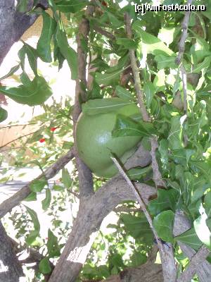[P24] Copac din Africa - Guira » foto by bubica*
 - 
<span class="allrVoted glyphicon glyphicon-heart hidden" id="av373527"></span>
<a class="m-l-10 hidden" id="sv373527" onclick="voting_Foto_DelVot(,373527,12881)" role="button">șterge vot <span class="glyphicon glyphicon-remove"></span></a>
<a id="v9373527" class=" c-red"  onclick="voting_Foto_SetVot(373527)" role="button"><span class="glyphicon glyphicon-heart-empty"></span> <b>LIKE</b> = Votează poza</a> <img class="hidden"  id="f373527W9" src="/imagini/loader.gif" border="0" /><span class="AjErrMes hidden" id="e373527ErM"></span>