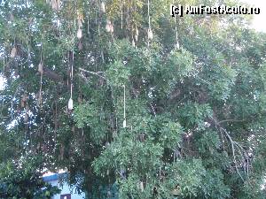 [P25] Arbol de la Salchichia, Kigelia Pinnata » foto by bubica*
 - 
<span class="allrVoted glyphicon glyphicon-heart hidden" id="av373530"></span>
<a class="m-l-10 hidden" id="sv373530" onclick="voting_Foto_DelVot(,373530,12881)" role="button">șterge vot <span class="glyphicon glyphicon-remove"></span></a>
<a id="v9373530" class=" c-red"  onclick="voting_Foto_SetVot(373530)" role="button"><span class="glyphicon glyphicon-heart-empty"></span> <b>LIKE</b> = Votează poza</a> <img class="hidden"  id="f373530W9" src="/imagini/loader.gif" border="0" /><span class="AjErrMes hidden" id="e373530ErM"></span>