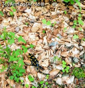 [P20] Salamandra. » foto by VasiuM
 - 
<span class="allrVoted glyphicon glyphicon-heart hidden" id="av1167233"></span>
<a class="m-l-10 hidden" id="sv1167233" onclick="voting_Foto_DelVot(,1167233,12947)" role="button">șterge vot <span class="glyphicon glyphicon-remove"></span></a>
<a id="v91167233" class=" c-red"  onclick="voting_Foto_SetVot(1167233)" role="button"><span class="glyphicon glyphicon-heart-empty"></span> <b>LIKE</b> = Votează poza</a> <img class="hidden"  id="f1167233W9" src="/imagini/loader.gif" border="0" /><span class="AjErrMes hidden" id="e1167233ErM"></span>