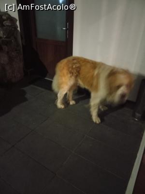 [P22] Benny, prietenul care m-a păzit și cu care m-am jucat » foto by Zoazore
 - 
<span class="allrVoted glyphicon glyphicon-heart hidden" id="av1367727"></span>
<a class="m-l-10 hidden" id="sv1367727" onclick="voting_Foto_DelVot(,1367727,13015)" role="button">șterge vot <span class="glyphicon glyphicon-remove"></span></a>
<a id="v91367727" class=" c-red"  onclick="voting_Foto_SetVot(1367727)" role="button"><span class="glyphicon glyphicon-heart-empty"></span> <b>LIKE</b> = Votează poza</a> <img class="hidden"  id="f1367727W9" src="/imagini/loader.gif" border="0" /><span class="AjErrMes hidden" id="e1367727ErM"></span>