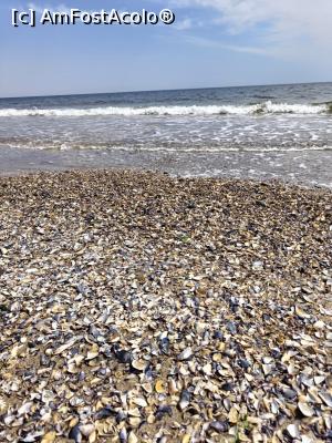 [P11] O porțiune cu ceva mai multe scoici. » foto by tata123 🔱
 - 
<span class="allrVoted glyphicon glyphicon-heart hidden" id="av1370234"></span>
<a class="m-l-10 hidden" id="sv1370234" onclick="voting_Foto_DelVot(,1370234,13043)" role="button">șterge vot <span class="glyphicon glyphicon-remove"></span></a>
<a id="v91370234" class=" c-red"  onclick="voting_Foto_SetVot(1370234)" role="button"><span class="glyphicon glyphicon-heart-empty"></span> <b>LIKE</b> = Votează poza</a> <img class="hidden"  id="f1370234W9" src="/imagini/loader.gif" border="0" /><span class="AjErrMes hidden" id="e1370234ErM"></span>