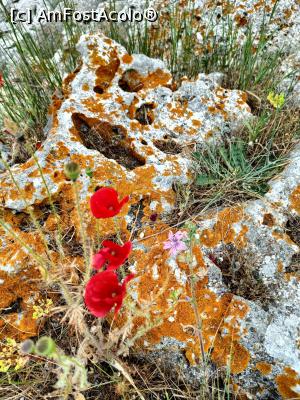 [P09] Natura se infiltrează peste tot. » foto by tata123 🔱
 - 
<span class="allrVoted glyphicon glyphicon-heart hidden" id="av1370832"></span>
<a class="m-l-10 hidden" id="sv1370832" onclick="voting_Foto_DelVot(,1370832,13043)" role="button">șterge vot <span class="glyphicon glyphicon-remove"></span></a>
<a id="v91370832" class=" c-red"  onclick="voting_Foto_SetVot(1370832)" role="button"><span class="glyphicon glyphicon-heart-empty"></span> <b>LIKE</b> = Votează poza</a> <img class="hidden"  id="f1370832W9" src="/imagini/loader.gif" border="0" /><span class="AjErrMes hidden" id="e1370832ErM"></span>