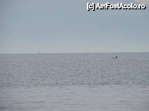 [P28] stand la plaja, am vazut si delifini!!!  » foto by Svetlana
 - 
<span class="allrVoted glyphicon glyphicon-heart hidden" id="av475408"></span>
<a class="m-l-10 hidden" id="sv475408" onclick="voting_Foto_DelVot(,475408,13054)" role="button">șterge vot <span class="glyphicon glyphicon-remove"></span></a>
<a id="v9475408" class=" c-red"  onclick="voting_Foto_SetVot(475408)" role="button"><span class="glyphicon glyphicon-heart-empty"></span> <b>LIKE</b> = Votează poza</a> <img class="hidden"  id="f475408W9" src="/imagini/loader.gif" border="0" /><span class="AjErrMes hidden" id="e475408ErM"></span>