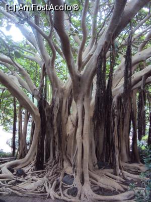 [P52] 52. Iar acesta este un ficus.  » foto by msnd
 - 
<span class="allrVoted glyphicon glyphicon-heart hidden" id="av955424"></span>
<a class="m-l-10 hidden" id="sv955424" onclick="voting_Foto_DelVot(,955424,13127)" role="button">șterge vot <span class="glyphicon glyphicon-remove"></span></a>
<a id="v9955424" class=" c-red"  onclick="voting_Foto_SetVot(955424)" role="button"><span class="glyphicon glyphicon-heart-empty"></span> <b>LIKE</b> = Votează poza</a> <img class="hidden"  id="f955424W9" src="/imagini/loader.gif" border="0" /><span class="AjErrMes hidden" id="e955424ErM"></span>
