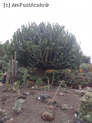 [P55] 55. Nu am mai văzut până acum un „copac cactus”.  » foto by msnd
 - 
<span class="allrVoted glyphicon glyphicon-heart hidden" id="av955427"></span>
<a class="m-l-10 hidden" id="sv955427" onclick="voting_Foto_DelVot(,955427,13127)" role="button">șterge vot <span class="glyphicon glyphicon-remove"></span></a>
<a id="v9955427" class=" c-red"  onclick="voting_Foto_SetVot(955427)" role="button"><span class="glyphicon glyphicon-heart-empty"></span> <b>LIKE</b> = Votează poza</a> <img class="hidden"  id="f955427W9" src="/imagini/loader.gif" border="0" /><span class="AjErrMes hidden" id="e955427ErM"></span>
