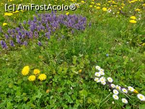 [P10] Floricele mii și mii... » foto by maryka
 - 
<span class="allrVoted glyphicon glyphicon-heart hidden" id="av1298861"></span>
<a class="m-l-10 hidden" id="sv1298861" onclick="voting_Foto_DelVot(,1298861,13139)" role="button">șterge vot <span class="glyphicon glyphicon-remove"></span></a>
<a id="v91298861" class=" c-red"  onclick="voting_Foto_SetVot(1298861)" role="button"><span class="glyphicon glyphicon-heart-empty"></span> <b>LIKE</b> = Votează poza</a> <img class="hidden"  id="f1298861W9" src="/imagini/loader.gif" border="0" /><span class="AjErrMes hidden" id="e1298861ErM"></span>