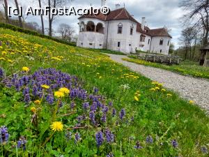 P08 [MAY-2022] Castelul văzut de pe alee, din grădina englezească. Floricele mii și mii...