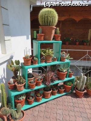 [P07] O mică colecție de cactuși. » foto by tata123 🔱
 - 
<span class="allrVoted glyphicon glyphicon-heart hidden" id="av631105"></span>
<a class="m-l-10 hidden" id="sv631105" onclick="voting_Foto_DelVot(,631105,13142)" role="button">șterge vot <span class="glyphicon glyphicon-remove"></span></a>
<a id="v9631105" class=" c-red"  onclick="voting_Foto_SetVot(631105)" role="button"><span class="glyphicon glyphicon-heart-empty"></span> <b>LIKE</b> = Votează poza</a> <img class="hidden"  id="f631105W9" src="/imagini/loader.gif" border="0" /><span class="AjErrMes hidden" id="e631105ErM"></span>