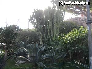 [P33] Cactusi giganti » foto by bica adriana
 - 
<span class="allrVoted glyphicon glyphicon-heart hidden" id="av690706"></span>
<a class="m-l-10 hidden" id="sv690706" onclick="voting_Foto_DelVot(,690706,13144)" role="button">șterge vot <span class="glyphicon glyphicon-remove"></span></a>
<a id="v9690706" class=" c-red"  onclick="voting_Foto_SetVot(690706)" role="button"><span class="glyphicon glyphicon-heart-empty"></span> <b>LIKE</b> = Votează poza</a> <img class="hidden"  id="f690706W9" src="/imagini/loader.gif" border="0" /><span class="AjErrMes hidden" id="e690706ErM"></span>