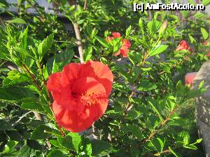 [P44] Arbusti cu trandafiri japonezi, in toate parcurile » foto by bica adriana
 - 
<span class="allrVoted glyphicon glyphicon-heart hidden" id="av690717"></span>
<a class="m-l-10 hidden" id="sv690717" onclick="voting_Foto_DelVot(,690717,13144)" role="button">șterge vot <span class="glyphicon glyphicon-remove"></span></a>
<a id="v9690717" class=" c-red"  onclick="voting_Foto_SetVot(690717)" role="button"><span class="glyphicon glyphicon-heart-empty"></span> <b>LIKE</b> = Votează poza</a> <img class="hidden"  id="f690717W9" src="/imagini/loader.gif" border="0" /><span class="AjErrMes hidden" id="e690717ErM"></span>