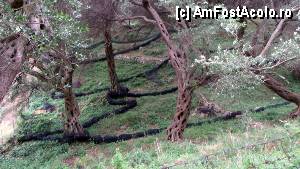 [P42] Parga - livadă de măslini » foto by Dragoș_MD
 - 
<span class="allrVoted glyphicon glyphicon-heart hidden" id="av424629"></span>
<a class="m-l-10 hidden" id="sv424629" onclick="voting_Foto_DelVot(,424629,13156)" role="button">șterge vot <span class="glyphicon glyphicon-remove"></span></a>
<a id="v9424629" class=" c-red"  onclick="voting_Foto_SetVot(424629)" role="button"><span class="glyphicon glyphicon-heart-empty"></span> <b>LIKE</b> = Votează poza</a> <img class="hidden"  id="f424629W9" src="/imagini/loader.gif" border="0" /><span class="AjErrMes hidden" id="e424629ErM"></span>