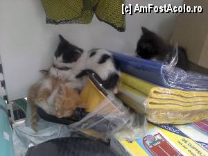 [P45] Pisoii din Grecia... Ăștia dormeau liniștiți pe marfa dintr-un „Supermarket” (la Campingul Valtos)  » foto by Dragoș_MD
 - 
<span class="allrVoted glyphicon glyphicon-heart hidden" id="av424632"></span>
<a class="m-l-10 hidden" id="sv424632" onclick="voting_Foto_DelVot(,424632,13156)" role="button">șterge vot <span class="glyphicon glyphicon-remove"></span></a>
<a id="v9424632" class=" c-red"  onclick="voting_Foto_SetVot(424632)" role="button"><span class="glyphicon glyphicon-heart-empty"></span> <b>LIKE</b> = Votează poza</a> <img class="hidden"  id="f424632W9" src="/imagini/loader.gif" border="0" /><span class="AjErrMes hidden" id="e424632ErM"></span>