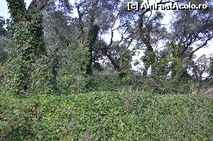 [P05] Drumul spre Moara lui Louka e fermecator!  » foto by didona_stelea
 - 
<span class="allrVoted glyphicon glyphicon-heart hidden" id="av634590"></span>
<a class="m-l-10 hidden" id="sv634590" onclick="voting_Foto_DelVot(,634590,13156)" role="button">șterge vot <span class="glyphicon glyphicon-remove"></span></a>
<a id="v9634590" class=" c-red"  onclick="voting_Foto_SetVot(634590)" role="button"><span class="glyphicon glyphicon-heart-empty"></span> <b>LIKE</b> = Votează poza</a> <img class="hidden"  id="f634590W9" src="/imagini/loader.gif" border="0" /><span class="AjErrMes hidden" id="e634590ErM"></span>