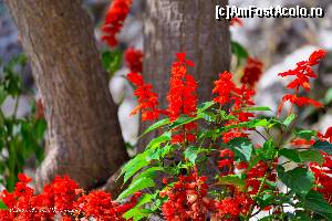 [P26] O floare de Parga.  » foto by Vlahos2003
 - 
<span class="allrVoted glyphicon glyphicon-heart hidden" id="av663425"></span>
<a class="m-l-10 hidden" id="sv663425" onclick="voting_Foto_DelVot(,663425,13156)" role="button">șterge vot <span class="glyphicon glyphicon-remove"></span></a>
<a id="v9663425" class=" c-red"  onclick="voting_Foto_SetVot(663425)" role="button"><span class="glyphicon glyphicon-heart-empty"></span> <b>LIKE</b> = Votează poza</a> <img class="hidden"  id="f663425W9" src="/imagini/loader.gif" border="0" /><span class="AjErrMes hidden" id="e663425ErM"></span>