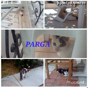 [P34] Pisici pargaleze pe care le intalnesti la fiecare casă sau vila, pe stradă și la taverne. Mari atracții pentru turiști.  » foto by ovidiuyepi
 - 
<span class="allrVoted glyphicon glyphicon-heart hidden" id="av668118"></span>
<a class="m-l-10 hidden" id="sv668118" onclick="voting_Foto_DelVot(,668118,13156)" role="button">șterge vot <span class="glyphicon glyphicon-remove"></span></a>
<a id="v9668118" class=" c-red"  onclick="voting_Foto_SetVot(668118)" role="button"><span class="glyphicon glyphicon-heart-empty"></span> <b>LIKE</b> = Votează poza</a> <img class="hidden"  id="f668118W9" src="/imagini/loader.gif" border="0" /><span class="AjErrMes hidden" id="e668118ErM"></span>