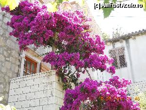 [P21] flori specifice » foto by monicanitu*
 - 
<span class="allrVoted glyphicon glyphicon-heart hidden" id="av391274"></span>
<a class="m-l-10 hidden" id="sv391274" onclick="voting_Foto_DelVot(,391274,13347)" role="button">șterge vot <span class="glyphicon glyphicon-remove"></span></a>
<a id="v9391274" class=" c-red"  onclick="voting_Foto_SetVot(391274)" role="button"><span class="glyphicon glyphicon-heart-empty"></span> <b>LIKE</b> = Votează poza</a> <img class="hidden"  id="f391274W9" src="/imagini/loader.gif" border="0" /><span class="AjErrMes hidden" id="e391274ErM"></span>