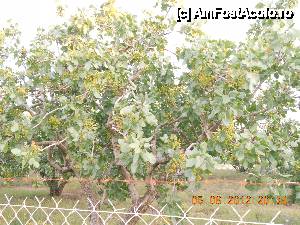 [P08] Livadă de fistic în apropierea hotelului.  » foto by callatis06
 - 
<span class="allrVoted glyphicon glyphicon-heart hidden" id="av397321"></span>
<a class="m-l-10 hidden" id="sv397321" onclick="voting_Foto_DelVot(,397321,13515)" role="button">șterge vot <span class="glyphicon glyphicon-remove"></span></a>
<a id="v9397321" class=" c-red"  onclick="voting_Foto_SetVot(397321)" role="button"><span class="glyphicon glyphicon-heart-empty"></span> <b>LIKE</b> = Votează poza</a> <img class="hidden"  id="f397321W9" src="/imagini/loader.gif" border="0" /><span class="AjErrMes hidden" id="e397321ErM"></span>