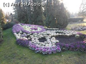 [P06] Iași - Grădina Botanică "Anastasie Fătu". Păunul cu coadă de varză ornamentală. » foto by iulianic
 - 
<span class="allrVoted glyphicon glyphicon-heart hidden" id="av1349086"></span>
<a class="m-l-10 hidden" id="sv1349086" onclick="voting_Foto_DelVot(,1349086,13735)" role="button">șterge vot <span class="glyphicon glyphicon-remove"></span></a>
<a id="v91349086" class=" c-red"  onclick="voting_Foto_SetVot(1349086)" role="button"><span class="glyphicon glyphicon-heart-empty"></span> <b>LIKE</b> = Votează poza</a> <img class="hidden"  id="f1349086W9" src="/imagini/loader.gif" border="0" /><span class="AjErrMes hidden" id="e1349086ErM"></span>