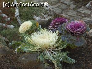[P08] Iași - Grădina Botanică "Anastasie Fătu". Varză ornamentală. » foto by iulianic
 - 
<span class="allrVoted glyphicon glyphicon-heart hidden" id="av1349088"></span>
<a class="m-l-10 hidden" id="sv1349088" onclick="voting_Foto_DelVot(,1349088,13735)" role="button">șterge vot <span class="glyphicon glyphicon-remove"></span></a>
<a id="v91349088" class=" c-red"  onclick="voting_Foto_SetVot(1349088)" role="button"><span class="glyphicon glyphicon-heart-empty"></span> <b>LIKE</b> = Votează poza</a> <img class="hidden"  id="f1349088W9" src="/imagini/loader.gif" border="0" /><span class="AjErrMes hidden" id="e1349088ErM"></span>
