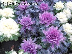[P09] Iași - Grădina Botanică "Anastasie Fătu". Varză ornamentală. » foto by iulianic
 - 
<span class="allrVoted glyphicon glyphicon-heart hidden" id="av1349089"></span>
<a class="m-l-10 hidden" id="sv1349089" onclick="voting_Foto_DelVot(,1349089,13735)" role="button">șterge vot <span class="glyphicon glyphicon-remove"></span></a>
<a id="v91349089" class=" c-red"  onclick="voting_Foto_SetVot(1349089)" role="button"><span class="glyphicon glyphicon-heart-empty"></span> <b>LIKE</b> = Votează poza</a> <img class="hidden"  id="f1349089W9" src="/imagini/loader.gif" border="0" /><span class="AjErrMes hidden" id="e1349089ErM"></span>
