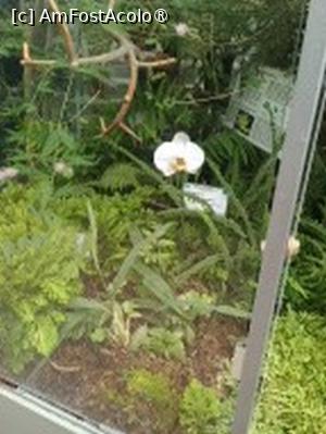 [P22] Prin sera cu plante exotice - Orhidee » foto by Zoazore
 - 
<span class="allrVoted glyphicon glyphicon-heart hidden" id="av1532468"></span>
<a class="m-l-10 hidden" id="sv1532468" onclick="voting_Foto_DelVot(,1532468,13735)" role="button">șterge vot <span class="glyphicon glyphicon-remove"></span></a>
<a id="v91532468" class=" c-red"  onclick="voting_Foto_SetVot(1532468)" role="button"><span class="glyphicon glyphicon-heart-empty"></span> <b>LIKE</b> = Votează poza</a> <img class="hidden"  id="f1532468W9" src="/imagini/loader.gif" border="0" /><span class="AjErrMes hidden" id="e1532468ErM"></span>