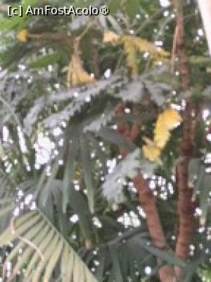 [P24] Prin sera cu plante exotice » foto by Zoazore
 - 
<span class="allrVoted glyphicon glyphicon-heart hidden" id="av1532470"></span>
<a class="m-l-10 hidden" id="sv1532470" onclick="voting_Foto_DelVot(,1532470,13735)" role="button">șterge vot <span class="glyphicon glyphicon-remove"></span></a>
<a id="v91532470" class=" c-red"  onclick="voting_Foto_SetVot(1532470)" role="button"><span class="glyphicon glyphicon-heart-empty"></span> <b>LIKE</b> = Votează poza</a> <img class="hidden"  id="f1532470W9" src="/imagini/loader.gif" border="0" /><span class="AjErrMes hidden" id="e1532470ErM"></span>