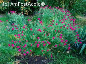 [P52] Secția Plante ornamentale » foto by adso
 - 
<span class="allrVoted glyphicon glyphicon-heart hidden" id="av1260530"></span>
<a class="m-l-10 hidden" id="sv1260530" onclick="voting_Foto_DelVot(,1260530,13735)" role="button">șterge vot <span class="glyphicon glyphicon-remove"></span></a>
<a id="v91260530" class=" c-red"  onclick="voting_Foto_SetVot(1260530)" role="button"><span class="glyphicon glyphicon-heart-empty"></span> <b>LIKE</b> = Votează poza</a> <img class="hidden"  id="f1260530W9" src="/imagini/loader.gif" border="0" /><span class="AjErrMes hidden" id="e1260530ErM"></span>