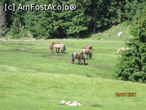 [P29] Caii moților, cai buni la toate! » foto by puiutea
 - 
<span class="allrVoted glyphicon glyphicon-heart hidden" id="av1243775"></span>
<a class="m-l-10 hidden" id="sv1243775" onclick="voting_Foto_DelVot(,1243775,13782)" role="button">șterge vot <span class="glyphicon glyphicon-remove"></span></a>
<a id="v91243775" class=" c-red"  onclick="voting_Foto_SetVot(1243775)" role="button"><span class="glyphicon glyphicon-heart-empty"></span> <b>LIKE</b> = Votează poza</a> <img class="hidden"  id="f1243775W9" src="/imagini/loader.gif" border="0" /><span class="AjErrMes hidden" id="e1243775ErM"></span>