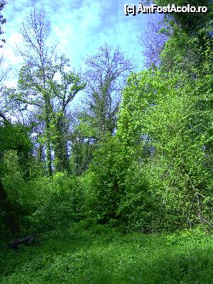 [P24] Parcul dendrologic din Simeria, judeţul Hunedoara » foto by krondia*
 - 
<span class="allrVoted glyphicon glyphicon-heart hidden" id="av507222"></span>
<a class="m-l-10 hidden" id="sv507222" onclick="voting_Foto_DelVot(,507222,13964)" role="button">șterge vot <span class="glyphicon glyphicon-remove"></span></a>
<a id="v9507222" class=" c-red"  onclick="voting_Foto_SetVot(507222)" role="button"><span class="glyphicon glyphicon-heart-empty"></span> <b>LIKE</b> = Votează poza</a> <img class="hidden"  id="f507222W9" src="/imagini/loader.gif" border="0" /><span class="AjErrMes hidden" id="e507222ErM"></span>