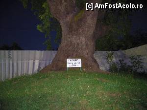 [P23] Sandanski - al doilea platan bătrân e în parcul municipal » foto by Dragoș_MD
 - 
<span class="allrVoted glyphicon glyphicon-heart hidden" id="av422862"></span>
<a class="m-l-10 hidden" id="sv422862" onclick="voting_Foto_DelVot(,422862,14189)" role="button">șterge vot <span class="glyphicon glyphicon-remove"></span></a>
<a id="v9422862" class=" c-red"  onclick="voting_Foto_SetVot(422862)" role="button"><span class="glyphicon glyphicon-heart-empty"></span> <b>LIKE</b> = Votează poza</a> <img class="hidden"  id="f422862W9" src="/imagini/loader.gif" border="0" /><span class="AjErrMes hidden" id="e422862ErM"></span>