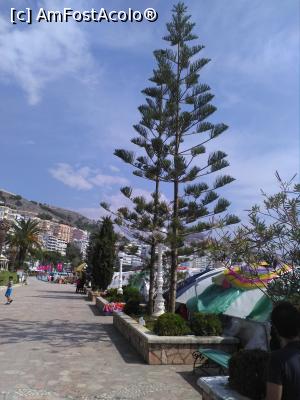 [P12] Araucaria.  » foto by Ioan Raita
 - 
<span class="allrVoted glyphicon glyphicon-heart hidden" id="av818243"></span>
<a class="m-l-10 hidden" id="sv818243" onclick="voting_Foto_DelVot(,818243,14195)" role="button">șterge vot <span class="glyphicon glyphicon-remove"></span></a>
<a id="v9818243" class=" c-red"  onclick="voting_Foto_SetVot(818243)" role="button"><span class="glyphicon glyphicon-heart-empty"></span> <b>LIKE</b> = Votează poza</a> <img class="hidden"  id="f818243W9" src="/imagini/loader.gif" border="0" /><span class="AjErrMes hidden" id="e818243ErM"></span>