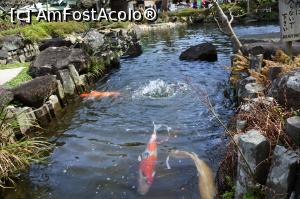 [P09] Koi la Hasedera » foto by Tesaria
 - 
<span class="allrVoted glyphicon glyphicon-heart hidden" id="av956281"></span>
<a class="m-l-10 hidden" id="sv956281" onclick="voting_Foto_DelVot(,956281,14224)" role="button">șterge vot <span class="glyphicon glyphicon-remove"></span></a>
<a id="v9956281" class=" c-red"  onclick="voting_Foto_SetVot(956281)" role="button"><span class="glyphicon glyphicon-heart-empty"></span> <b>LIKE</b> = Votează poza</a> <img class="hidden"  id="f956281W9" src="/imagini/loader.gif" border="0" /><span class="AjErrMes hidden" id="e956281ErM"></span>