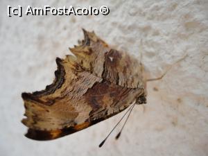 [P12] Un fluturaș de Creta.  » foto by maryka
 - 
<span class="allrVoted glyphicon glyphicon-heart hidden" id="av943012"></span>
<a class="m-l-10 hidden" id="sv943012" onclick="voting_Foto_DelVot(,943012,14327)" role="button">șterge vot <span class="glyphicon glyphicon-remove"></span></a>
<a id="v9943012" class=" c-red"  onclick="voting_Foto_SetVot(943012)" role="button"><span class="glyphicon glyphicon-heart-empty"></span> <b>LIKE</b> = Votează poza</a> <img class="hidden"  id="f943012W9" src="/imagini/loader.gif" border="0" /><span class="AjErrMes hidden" id="e943012ErM"></span>