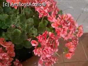 [P57] Mușcate frumoase, viu colorate.  » foto by maryka
 - 
<span class="allrVoted glyphicon glyphicon-heart hidden" id="av943057"></span>
<a class="m-l-10 hidden" id="sv943057" onclick="voting_Foto_DelVot(,943057,14327)" role="button">șterge vot <span class="glyphicon glyphicon-remove"></span></a>
<a id="v9943057" class=" c-red"  onclick="voting_Foto_SetVot(943057)" role="button"><span class="glyphicon glyphicon-heart-empty"></span> <b>LIKE</b> = Votează poza</a> <img class="hidden"  id="f943057W9" src="/imagini/loader.gif" border="0" /><span class="AjErrMes hidden" id="e943057ErM"></span>