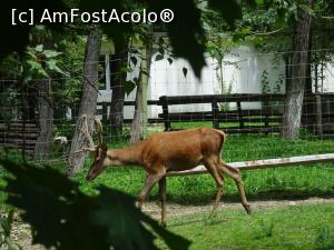 [P15] Cerbul carpatin - Zoo Râmnicu Vâlcea.  » foto by tata123 🔱
 - 
<span class="allrVoted glyphicon glyphicon-heart hidden" id="av987788"></span>
<a class="m-l-10 hidden" id="sv987788" onclick="voting_Foto_DelVot(,987788,14430)" role="button">șterge vot <span class="glyphicon glyphicon-remove"></span></a>
<a id="v9987788" class=" c-red"  onclick="voting_Foto_SetVot(987788)" role="button"><span class="glyphicon glyphicon-heart-empty"></span> <b>LIKE</b> = Votează poza</a> <img class="hidden"  id="f987788W9" src="/imagini/loader.gif" border="0" /><span class="AjErrMes hidden" id="e987788ErM"></span>