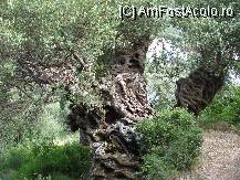 [P22] In drum spre Milos e un maslin foarte batran » foto by ionescunic
 - 
<span class="allrVoted glyphicon glyphicon-heart hidden" id="av83453"></span>
<a class="m-l-10 hidden" id="sv83453" onclick="voting_Foto_DelVot(,83453,14442)" role="button">șterge vot <span class="glyphicon glyphicon-remove"></span></a>
<a id="v983453" class=" c-red"  onclick="voting_Foto_SetVot(83453)" role="button"><span class="glyphicon glyphicon-heart-empty"></span> <b>LIKE</b> = Votează poza</a> <img class="hidden"  id="f83453W9" src="/imagini/loader.gif" border="0" /><span class="AjErrMes hidden" id="e83453ErM"></span>