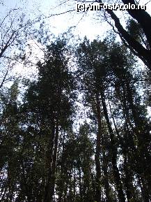 [P18] Rezervatia Mestecanisul de la Reci » foto by ancamariagadea*
 - 
<span class="allrVoted glyphicon glyphicon-heart hidden" id="av69918"></span>
<a class="m-l-10 hidden" id="sv69918" onclick="voting_Foto_DelVot(,69918,14513)" role="button">șterge vot <span class="glyphicon glyphicon-remove"></span></a>
<a id="v969918" class=" c-red"  onclick="voting_Foto_SetVot(69918)" role="button"><span class="glyphicon glyphicon-heart-empty"></span> <b>LIKE</b> = Votează poza</a> <img class="hidden"  id="f69918W9" src="/imagini/loader.gif" border="0" /><span class="AjErrMes hidden" id="e69918ErM"></span>