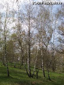 [P02] O plimbare prin padurea de mesteceni va va face sa uitati de toate grijile :) » foto by ancamariagadea*
 - 
<span class="allrVoted glyphicon glyphicon-heart hidden" id="av69902"></span>
<a class="m-l-10 hidden" id="sv69902" onclick="voting_Foto_DelVot(,69902,14513)" role="button">șterge vot <span class="glyphicon glyphicon-remove"></span></a>
<a id="v969902" class=" c-red"  onclick="voting_Foto_SetVot(69902)" role="button"><span class="glyphicon glyphicon-heart-empty"></span> <b>LIKE</b> = Votează poza</a> <img class="hidden"  id="f69902W9" src="/imagini/loader.gif" border="0" /><span class="AjErrMes hidden" id="e69902ErM"></span>