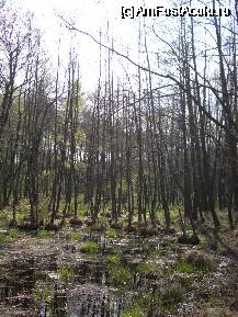 [P20] Mlastinile in acre la vara vor aparea nuferi » foto by ancamariagadea*
 - 
<span class="allrVoted glyphicon glyphicon-heart hidden" id="av69920"></span>
<a class="m-l-10 hidden" id="sv69920" onclick="voting_Foto_DelVot(,69920,14513)" role="button">șterge vot <span class="glyphicon glyphicon-remove"></span></a>
<a id="v969920" class=" c-red"  onclick="voting_Foto_SetVot(69920)" role="button"><span class="glyphicon glyphicon-heart-empty"></span> <b>LIKE</b> = Votează poza</a> <img class="hidden"  id="f69920W9" src="/imagini/loader.gif" border="0" /><span class="AjErrMes hidden" id="e69920ErM"></span>