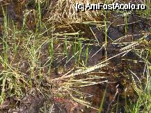 [P21] Localnicii spun ca asta este broasca albastra » foto by ancamariagadea*
 - 
<span class="allrVoted glyphicon glyphicon-heart hidden" id="av69921"></span>
<a class="m-l-10 hidden" id="sv69921" onclick="voting_Foto_DelVot(,69921,14513)" role="button">șterge vot <span class="glyphicon glyphicon-remove"></span></a>
<a id="v969921" class=" c-red"  onclick="voting_Foto_SetVot(69921)" role="button"><span class="glyphicon glyphicon-heart-empty"></span> <b>LIKE</b> = Votează poza</a> <img class="hidden"  id="f69921W9" src="/imagini/loader.gif" border="0" /><span class="AjErrMes hidden" id="e69921ErM"></span>