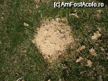 [P07] Urme de nisip iesite la suprafata » foto by ancamariagadea*
 - 
<span class="allrVoted glyphicon glyphicon-heart hidden" id="av69907"></span>
<a class="m-l-10 hidden" id="sv69907" onclick="voting_Foto_DelVot(,69907,14513)" role="button">șterge vot <span class="glyphicon glyphicon-remove"></span></a>
<a id="v969907" class=" c-red"  onclick="voting_Foto_SetVot(69907)" role="button"><span class="glyphicon glyphicon-heart-empty"></span> <b>LIKE</b> = Votează poza</a> <img class="hidden"  id="f69907W9" src="/imagini/loader.gif" border="0" /><span class="AjErrMes hidden" id="e69907ErM"></span>