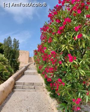 [P07] Bougainvillea nu putea lipsi din curtea castelului » foto by BOGDAN DSN
 - 
<span class="allrVoted glyphicon glyphicon-heart hidden" id="av1417766"></span>
<a class="m-l-10 hidden" id="sv1417766" onclick="voting_Foto_DelVot(,1417766,14534)" role="button">șterge vot <span class="glyphicon glyphicon-remove"></span></a>
<a id="v91417766" class=" c-red"  onclick="voting_Foto_SetVot(1417766)" role="button"><span class="glyphicon glyphicon-heart-empty"></span> <b>LIKE</b> = Votează poza</a> <img class="hidden"  id="f1417766W9" src="/imagini/loader.gif" border="0" /><span class="AjErrMes hidden" id="e1417766ErM"></span>
