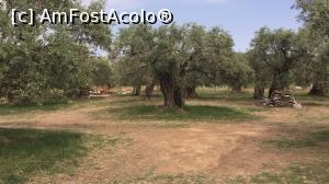[P06] Tere di Olive - o locație în mijlocul unei plantații de măslini, apropae de plajă, curată și foarte liniștită! Curtea.  » foto by Nasshu
 - 
<span class="allrVoted glyphicon glyphicon-heart hidden" id="av987064"></span>
<a class="m-l-10 hidden" id="sv987064" onclick="voting_Foto_DelVot(,987064,14544)" role="button">șterge vot <span class="glyphicon glyphicon-remove"></span></a>
<a id="v9987064" class=" c-red"  onclick="voting_Foto_SetVot(987064)" role="button"><span class="glyphicon glyphicon-heart-empty"></span> <b>LIKE</b> = Votează poza</a> <img class="hidden"  id="f987064W9" src="/imagini/loader.gif" border="0" /><span class="AjErrMes hidden" id="e987064ErM"></span>