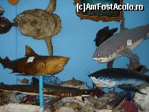 [P01] Rechini odata furiosi impaiati » foto by ionescunic
 - 
<span class="allrVoted glyphicon glyphicon-heart hidden" id="av43871"></span>
<a class="m-l-10 hidden" id="sv43871" onclick="voting_Foto_DelVot(,43871,14751)" role="button">șterge vot <span class="glyphicon glyphicon-remove"></span></a>
<a id="v943871" class=" c-red"  onclick="voting_Foto_SetVot(43871)" role="button"><span class="glyphicon glyphicon-heart-empty"></span> <b>LIKE</b> = Votează poza</a> <img class="hidden"  id="f43871W9" src="/imagini/loader.gif" border="0" /><span class="AjErrMes hidden" id="e43871ErM"></span>