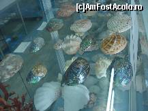 [P13] Scoicile frumos colorate sunt curatate ele avand o crusta culoarea nisipului » foto by ionescunic
 - 
<span class="allrVoted glyphicon glyphicon-heart hidden" id="av43883"></span>
<a class="m-l-10 hidden" id="sv43883" onclick="voting_Foto_DelVot(,43883,14751)" role="button">șterge vot <span class="glyphicon glyphicon-remove"></span></a>
<a id="v943883" class=" c-red"  onclick="voting_Foto_SetVot(43883)" role="button"><span class="glyphicon glyphicon-heart-empty"></span> <b>LIKE</b> = Votează poza</a> <img class="hidden"  id="f43883W9" src="/imagini/loader.gif" border="0" /><span class="AjErrMes hidden" id="e43883ErM"></span>