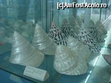 [P17] Melci mari melci mici albi sau colorati » foto by ionescunic
 - 
<span class="allrVoted glyphicon glyphicon-heart hidden" id="av43887"></span>
<a class="m-l-10 hidden" id="sv43887" onclick="voting_Foto_DelVot(,43887,14751)" role="button">șterge vot <span class="glyphicon glyphicon-remove"></span></a>
<a id="v943887" class=" c-red"  onclick="voting_Foto_SetVot(43887)" role="button"><span class="glyphicon glyphicon-heart-empty"></span> <b>LIKE</b> = Votează poza</a> <img class="hidden"  id="f43887W9" src="/imagini/loader.gif" border="0" /><span class="AjErrMes hidden" id="e43887ErM"></span>