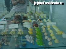 [P19] Melcii frumos colorati provin din africa centrala de pe unele rauri » foto by ionescunic
 - 
<span class="allrVoted glyphicon glyphicon-heart hidden" id="av43889"></span>
<a class="m-l-10 hidden" id="sv43889" onclick="voting_Foto_DelVot(,43889,14751)" role="button">șterge vot <span class="glyphicon glyphicon-remove"></span></a>
<a id="v943889" class=" c-red"  onclick="voting_Foto_SetVot(43889)" role="button"><span class="glyphicon glyphicon-heart-empty"></span> <b>LIKE</b> = Votează poza</a> <img class="hidden"  id="f43889W9" src="/imagini/loader.gif" border="0" /><span class="AjErrMes hidden" id="e43889ErM"></span>