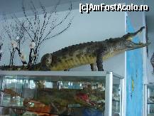 [P23] In poza asta nu vreau sa gresesc dar cred ca e un aligator si un crocodil » foto by ionescunic
 - 
<span class="allrVoted glyphicon glyphicon-heart hidden" id="av43893"></span>
<a class="m-l-10 hidden" id="sv43893" onclick="voting_Foto_DelVot(,43893,14751)" role="button">șterge vot <span class="glyphicon glyphicon-remove"></span></a>
<a id="v943893" class=" c-red"  onclick="voting_Foto_SetVot(43893)" role="button"><span class="glyphicon glyphicon-heart-empty"></span> <b>LIKE</b> = Votează poza</a> <img class="hidden"  id="f43893W9" src="/imagini/loader.gif" border="0" /><span class="AjErrMes hidden" id="e43893ErM"></span>